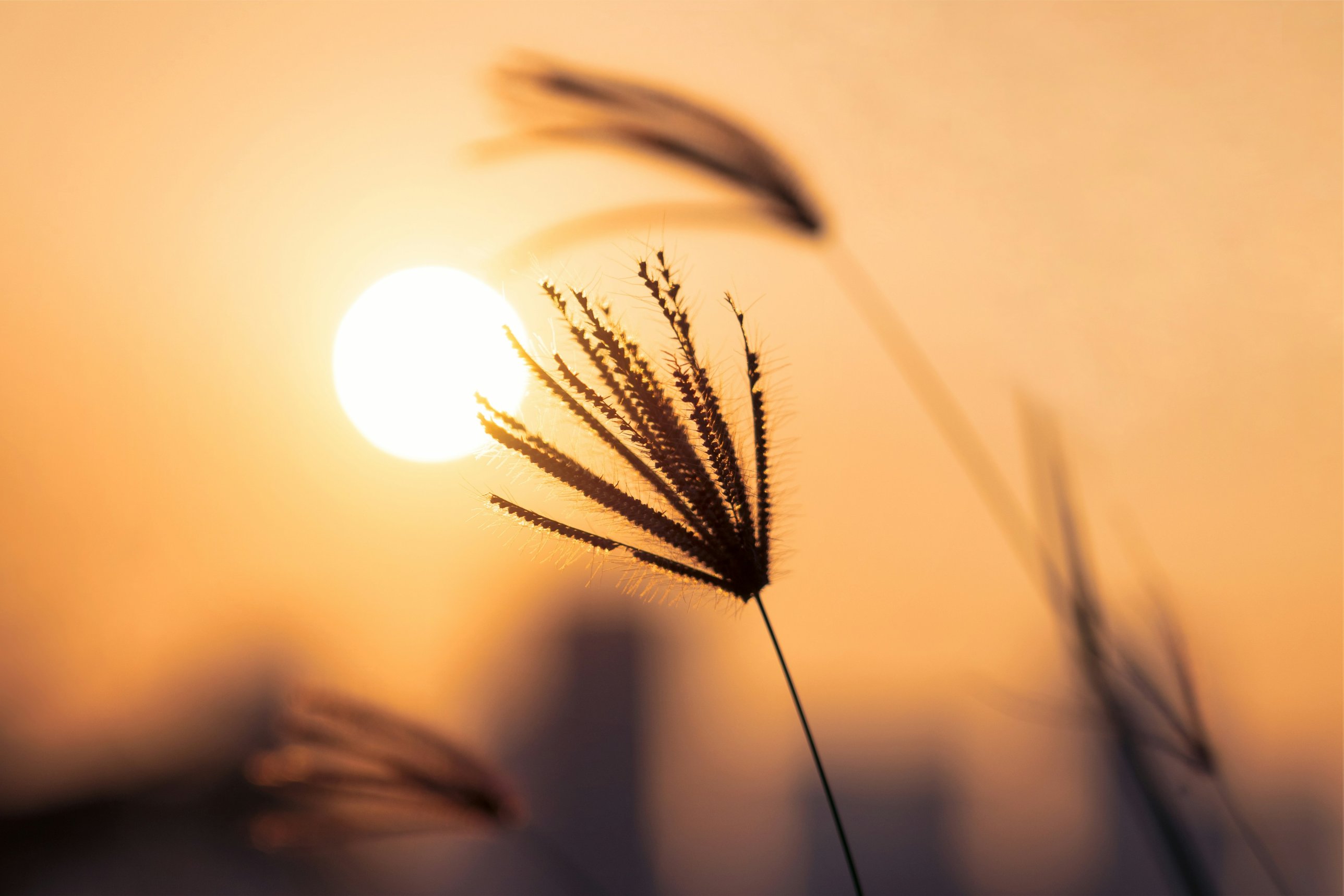 Sunlit grass at sunset
